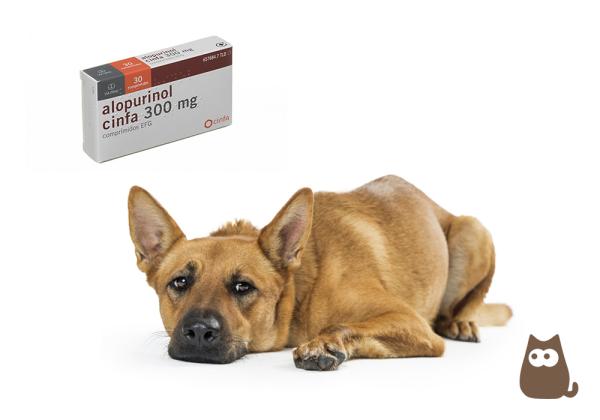 Alopurinol 300 Precio Perros – Información y Usos del Alopurinol Ratiopharm 300 mg