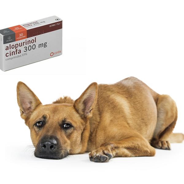 Alopurinol en perros: Prospecto y usos del alopurinol Normon 300 mg comprimidos EFG