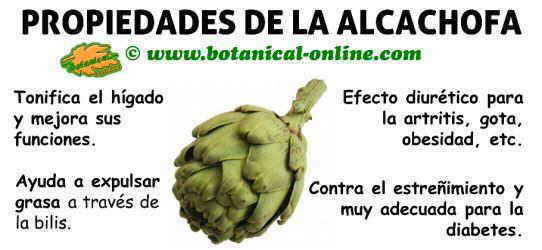 Beneficios del extracto de alcachofa: Conoce la ficha técnica de Cirkuhp