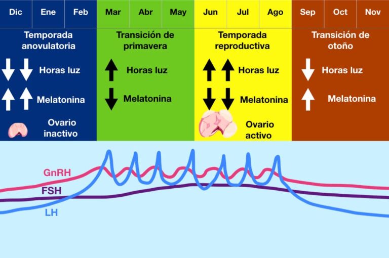 El Estro de la Yegua: Todo lo que necesitas saber acerca de este ciclo hormonal.