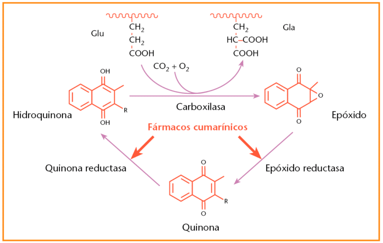Ficha técnica del Acenocumarol Aurovitas 4 mg: Mecanismo de acción y características EFG