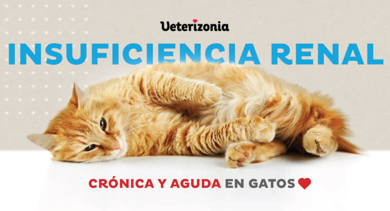 Insuficiencia renal en gatos fase terminal: Síntomas y tratamiento con Viacoram