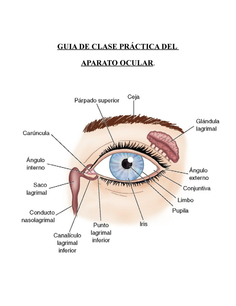 La guía completa sobre las pecas en el iris del ojo y cómo afectan a la Gabapentina Aurobindo 100 mg