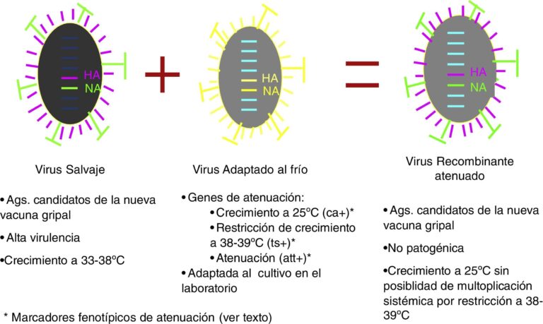 Prospecto de la vacuna contra la gripe aviar H5N1 de Baxter para la pandemia