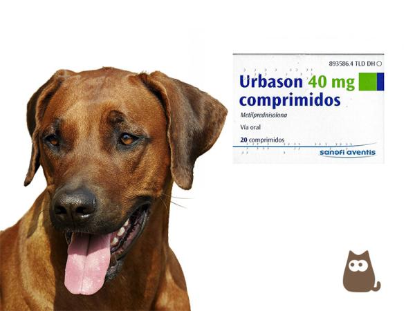 Urbason en perros: Ficha técnica y presentación 20 mg – Solución inyectable